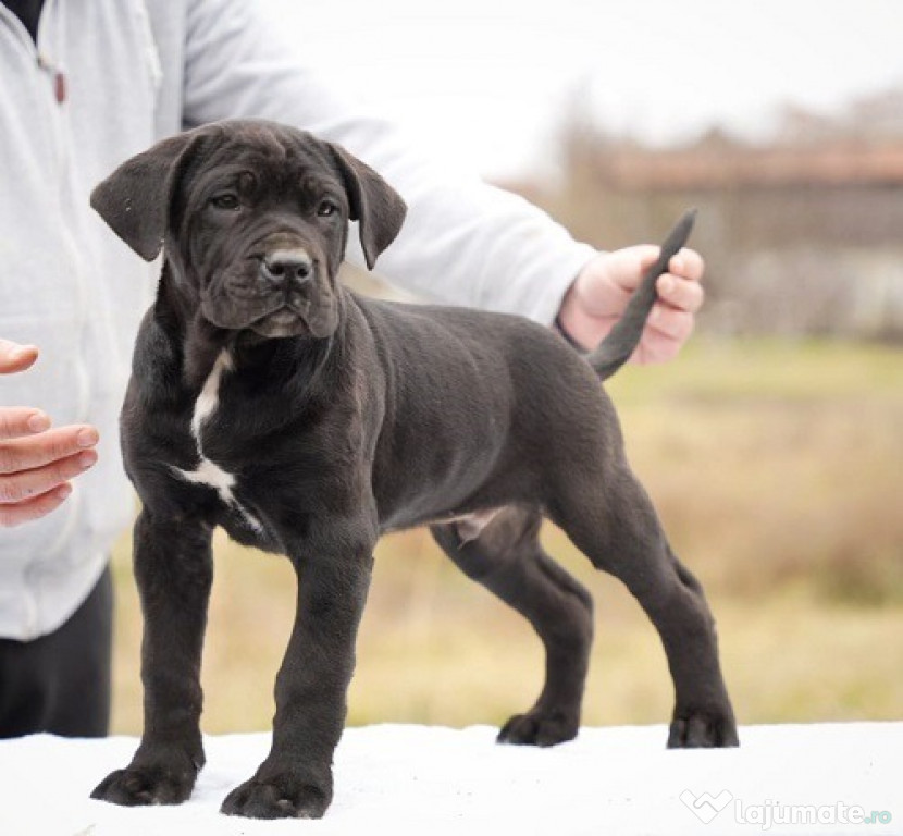 Pui Cane Corso Pui Cane Corso