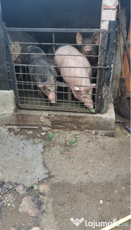De vanzare porci pentru taiat