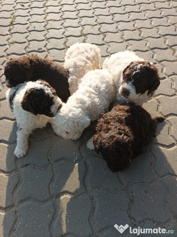 Pui Lagotto Romagnolo