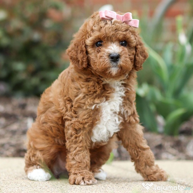 Pui Cavapoo masculi și femele sănătoși