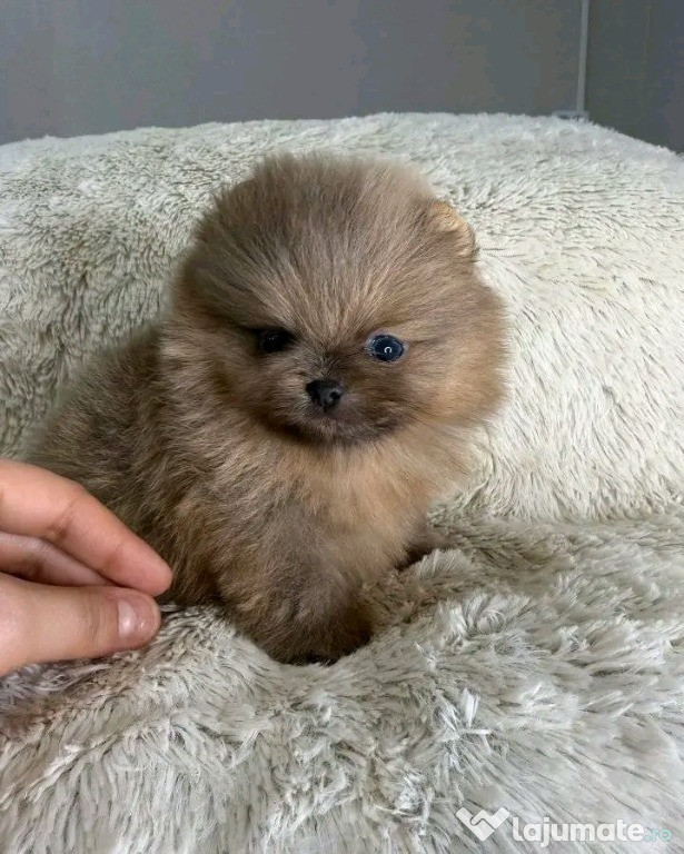 Căței pomeranian drăguți și adorabili pentru relocare