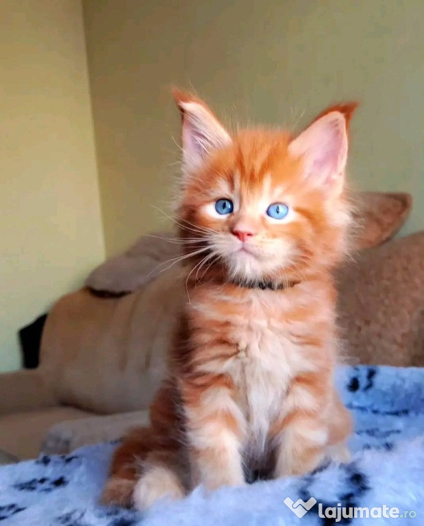 Pisicuțe Maine Coon pentru adopție. WhatsApp la numărul: +40735598413