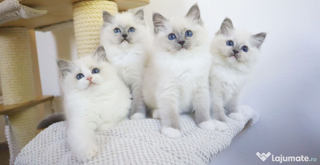 Pui din rasa ragdoll