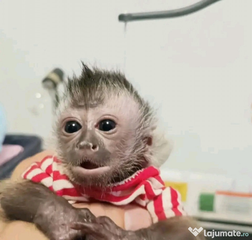 Maimuțe marmoset și capucin drăguțe pentru relocare.