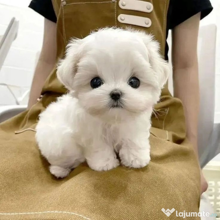 Bichon maltez mini toy