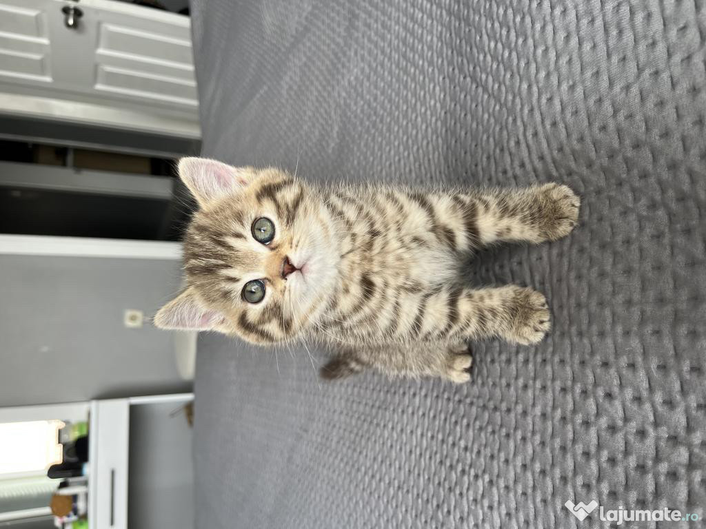 British shorthair puiuți