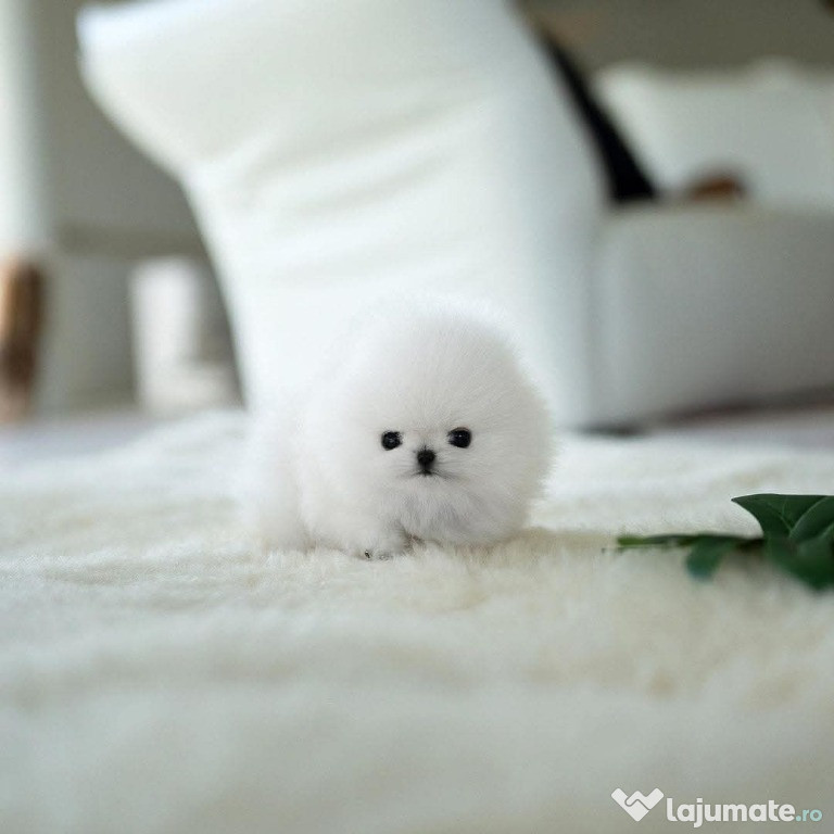 Pomeranian jucărie cu viata boo