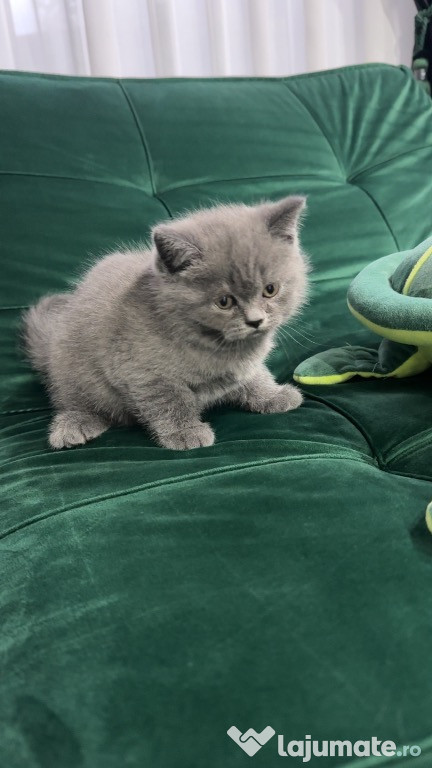 British Shorthair