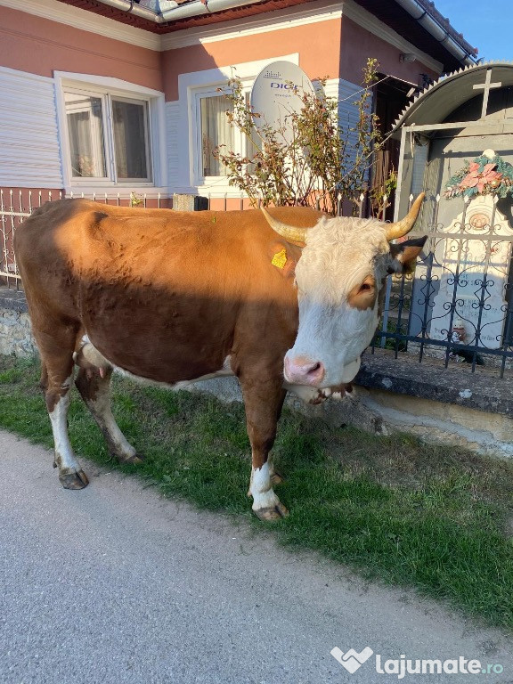 Vaca de vanzare Lelese