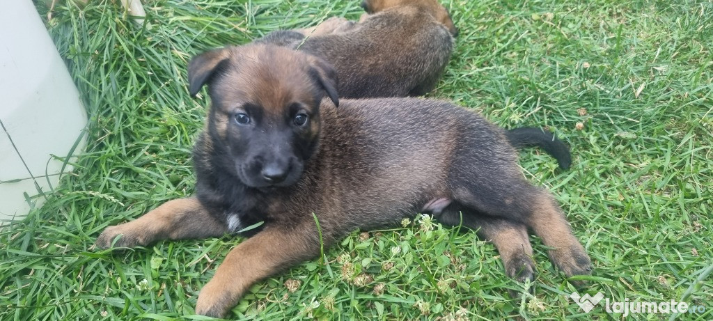 Ciobanesc belgian