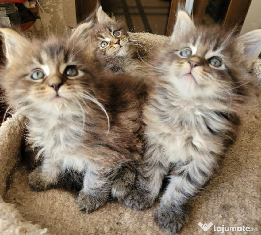 Maine coon puiuți superbi