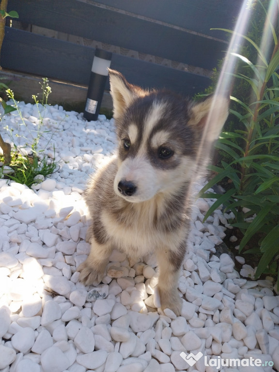 Husky Siberian 2luni
