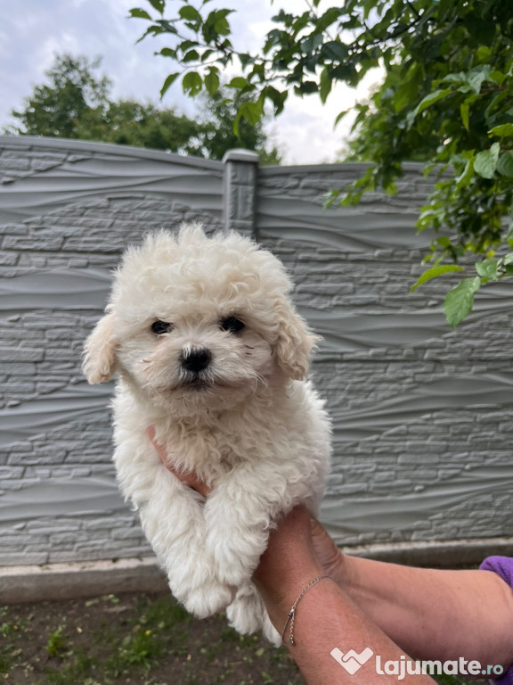 Vand bichon havanez