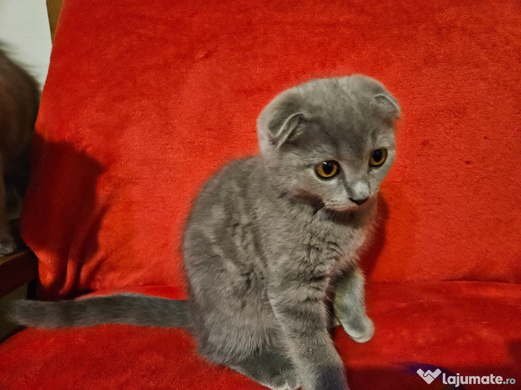 Pisicuta scottish fold blue sidef vaccinata