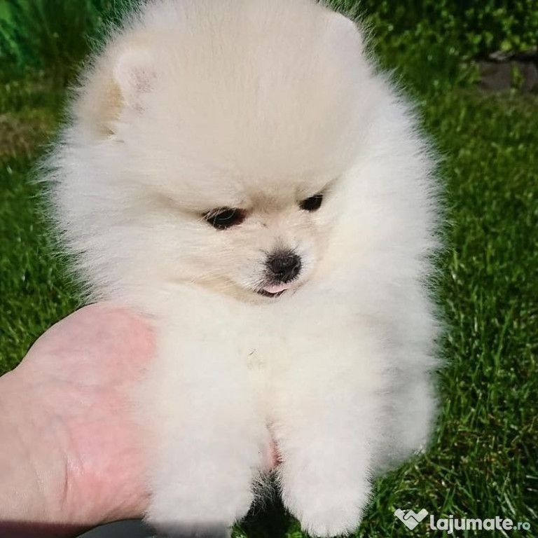 Pomeranian catelusi pregatiti