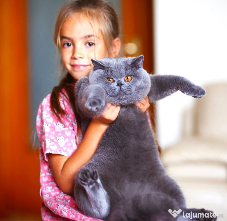 British shorthair Blue din felisa Moscova