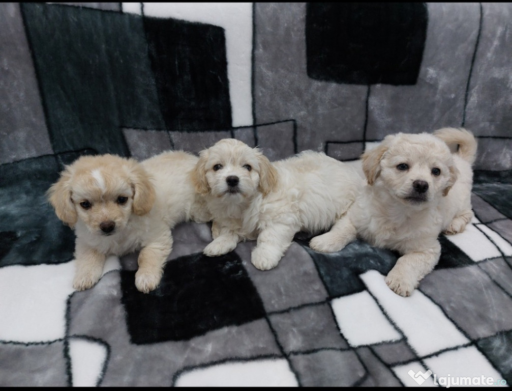 Bichon maltez mini toy