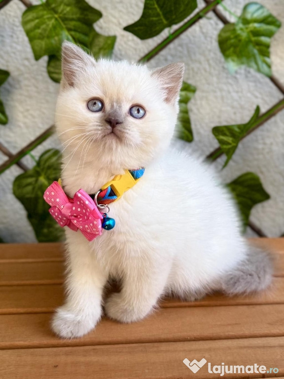 British shorthair pisoiași superbi