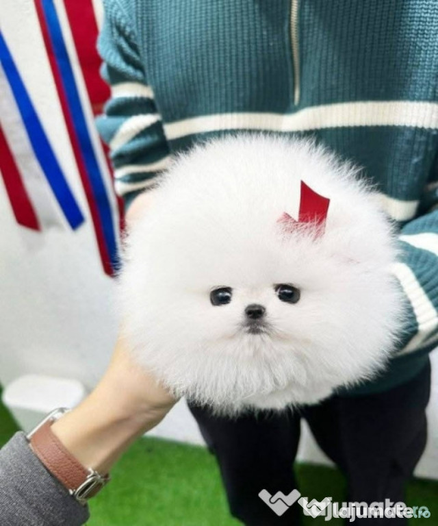 Pomeranian mini Boo