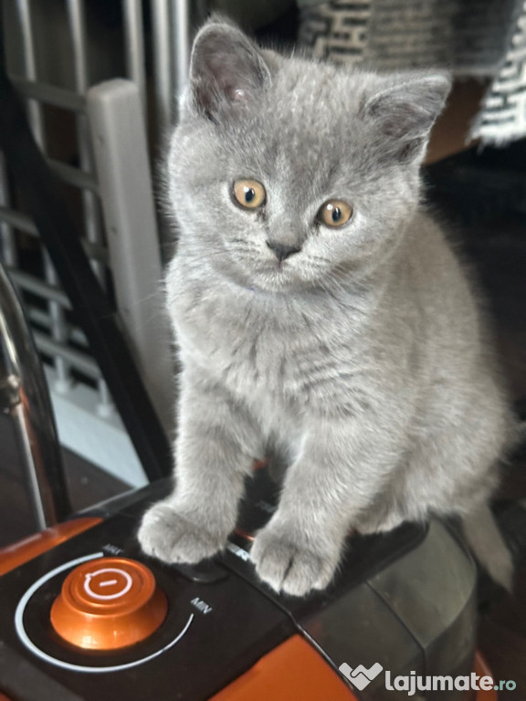 British shorthair blue