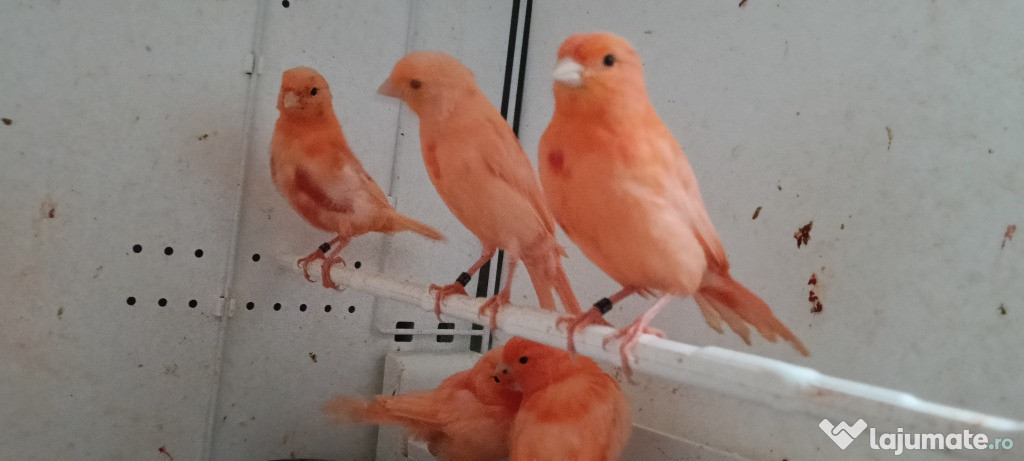 Canari de vânzare