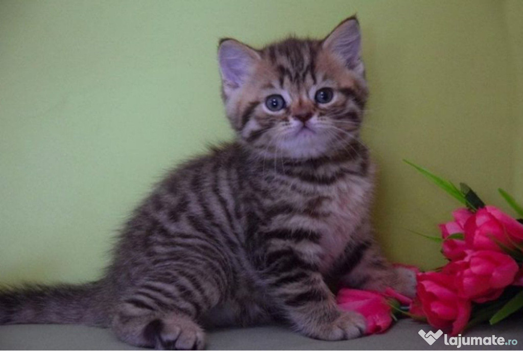 British shorthair puiuți