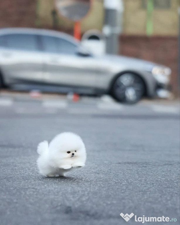 Pomeranian jucarie cu viata boo