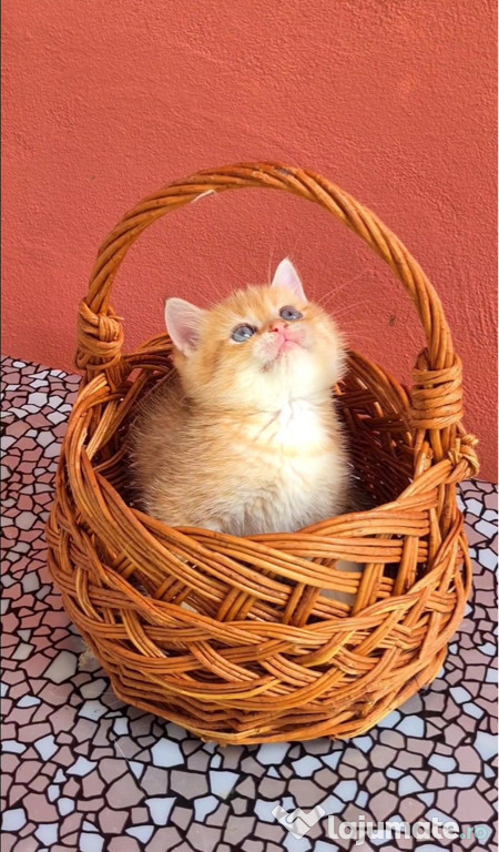 British shorthair băieței și fetițe