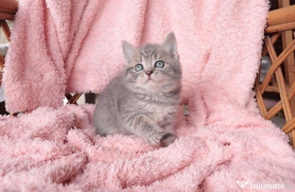 British shorthair pui