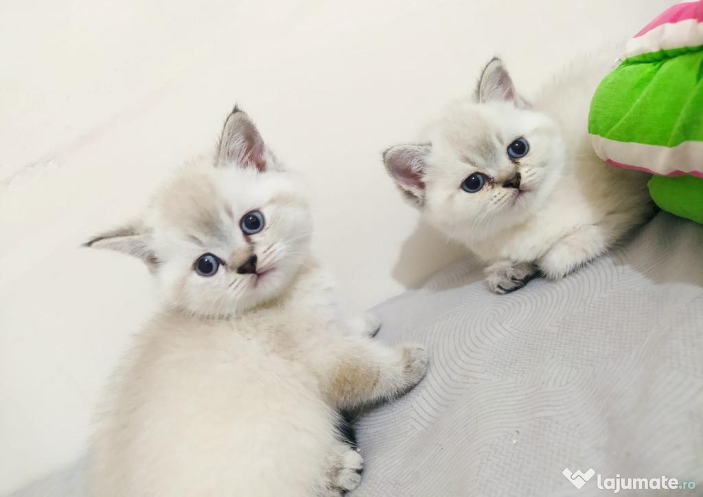 British shorthair motănei și pisicuțe