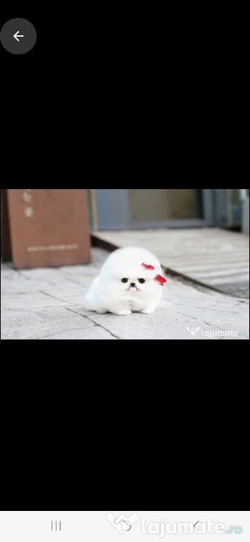 Pomeranian micro boo teeacup
