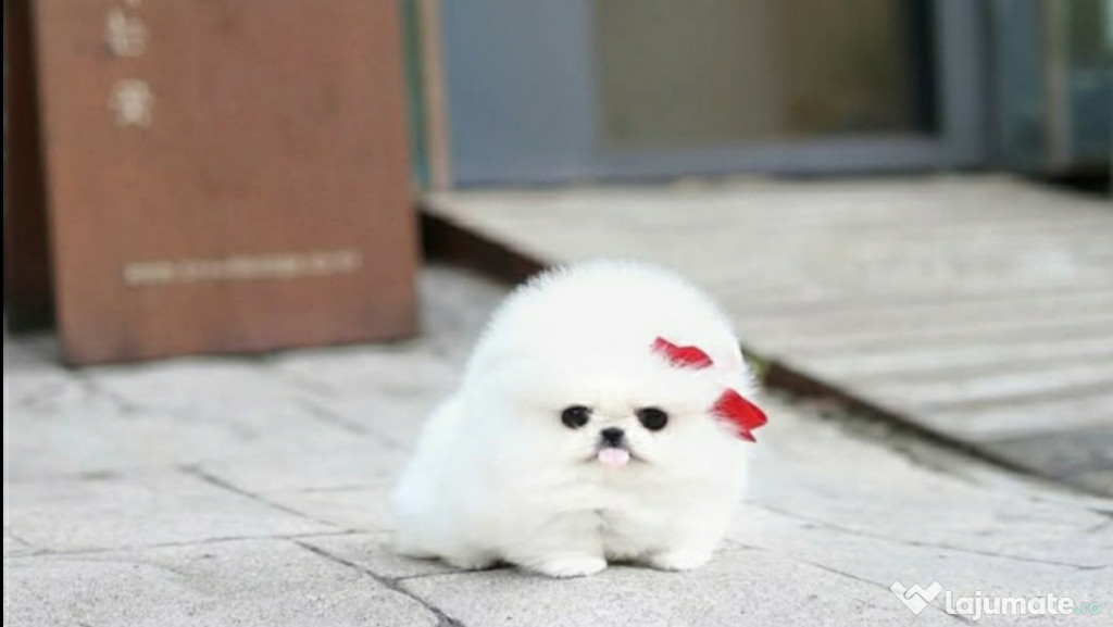Pomeranian mini boo