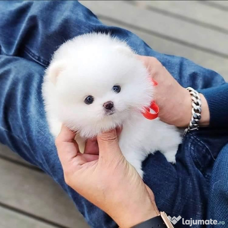 Pomeranian tip ursuleț