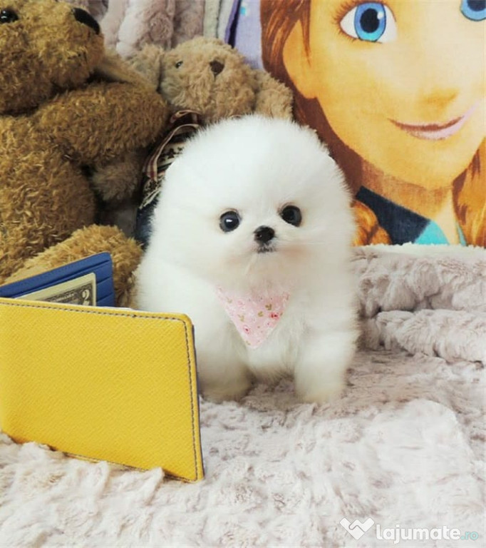 Pomeranian ursulet boo
