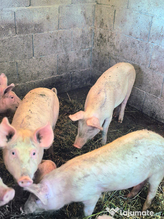 Porci si purcei de vanzare