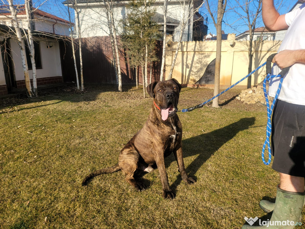 Vând Mascul Cane Corso, vârsta 2 ani