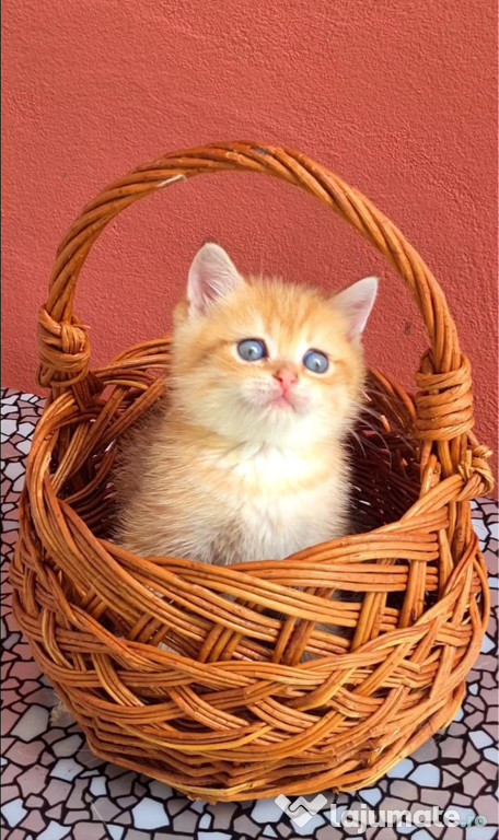 British shorthair pui