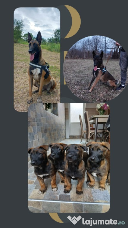 Ciobanesc Belgian Malinois