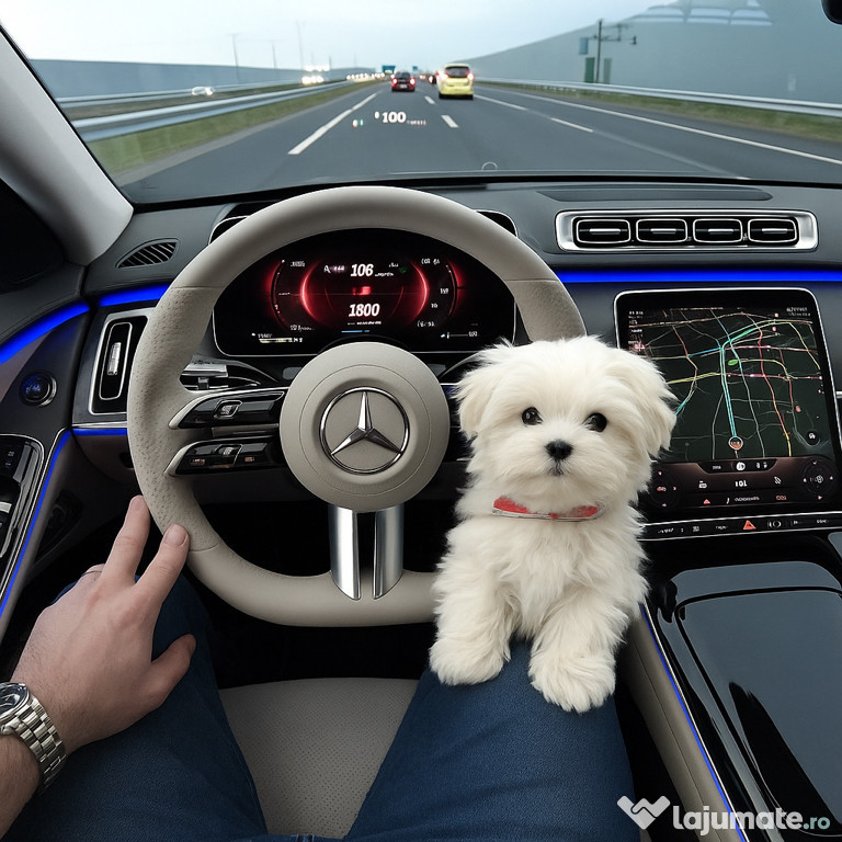 Bichon maltez mini toy