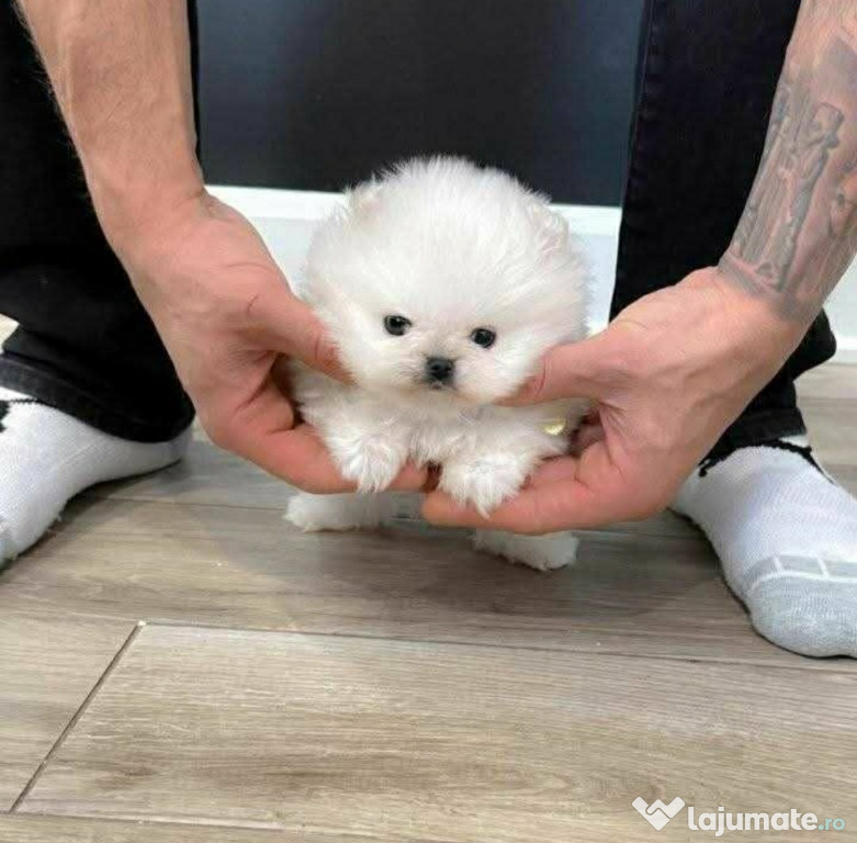 Pomeranian mini boo