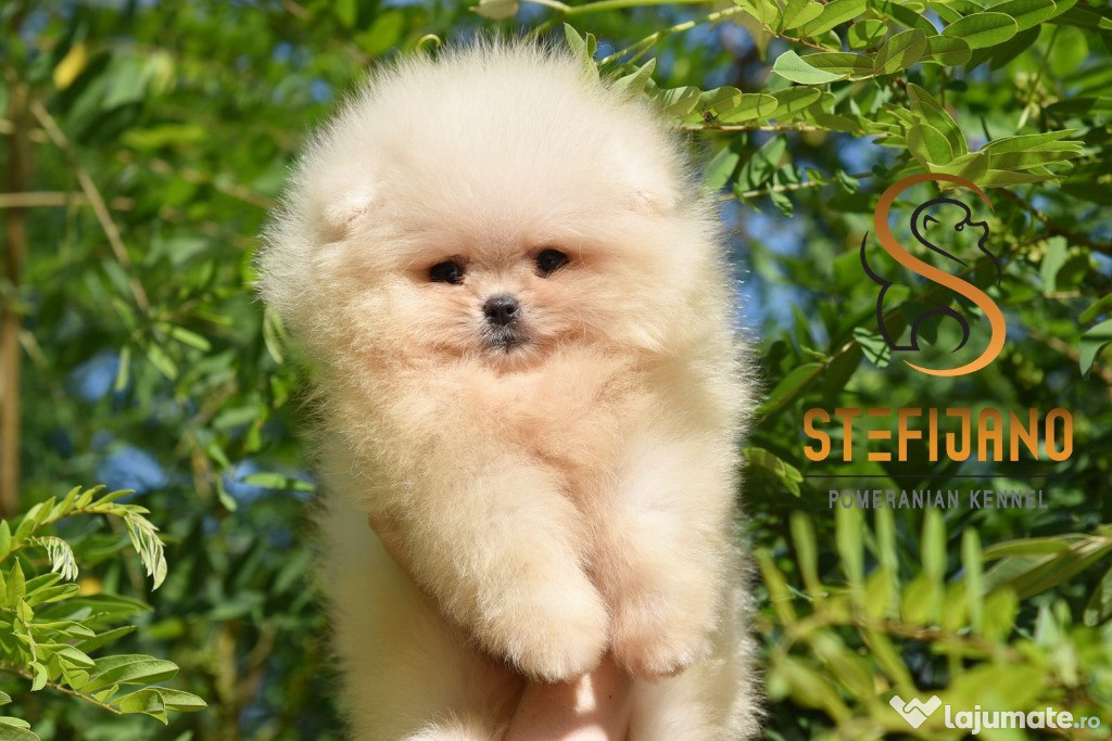 Pui Pomeranian BOO, Pui Pomeranian Spitz