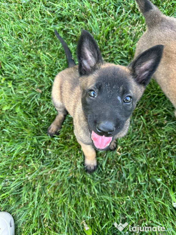 Pui de Ciobănesc Belgian Malinois
