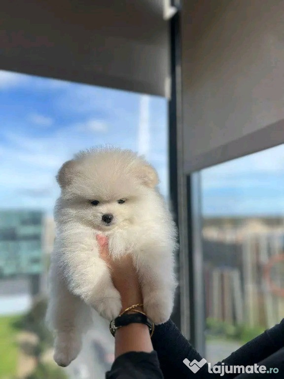 Căței drăguți de Pomeranian pentru relocare