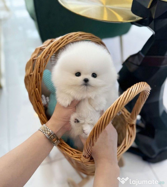 Pomeranian mini toy ursuleț