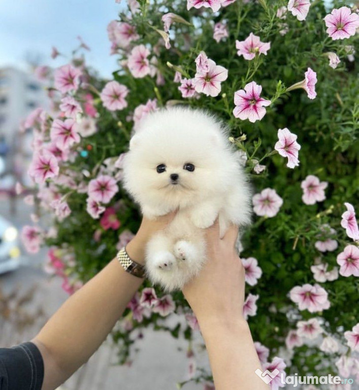 Pomeranian mini toy