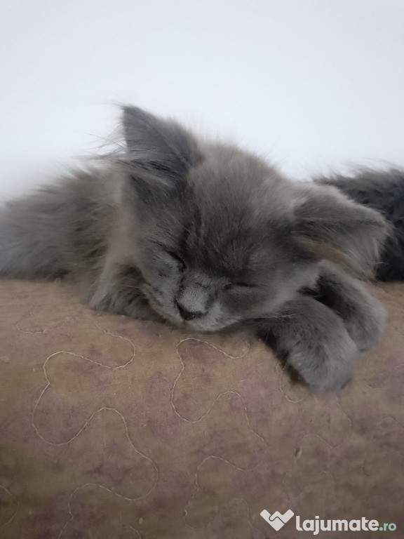 Vând pui pisica Nebelung gri