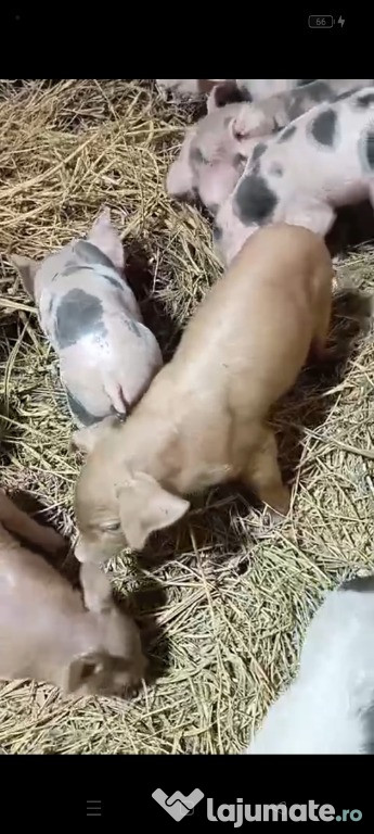 Vand purcei de 7 saptamani