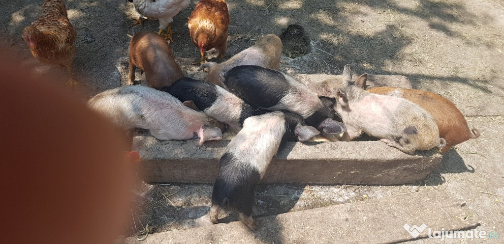 Purcei De 10saptamani