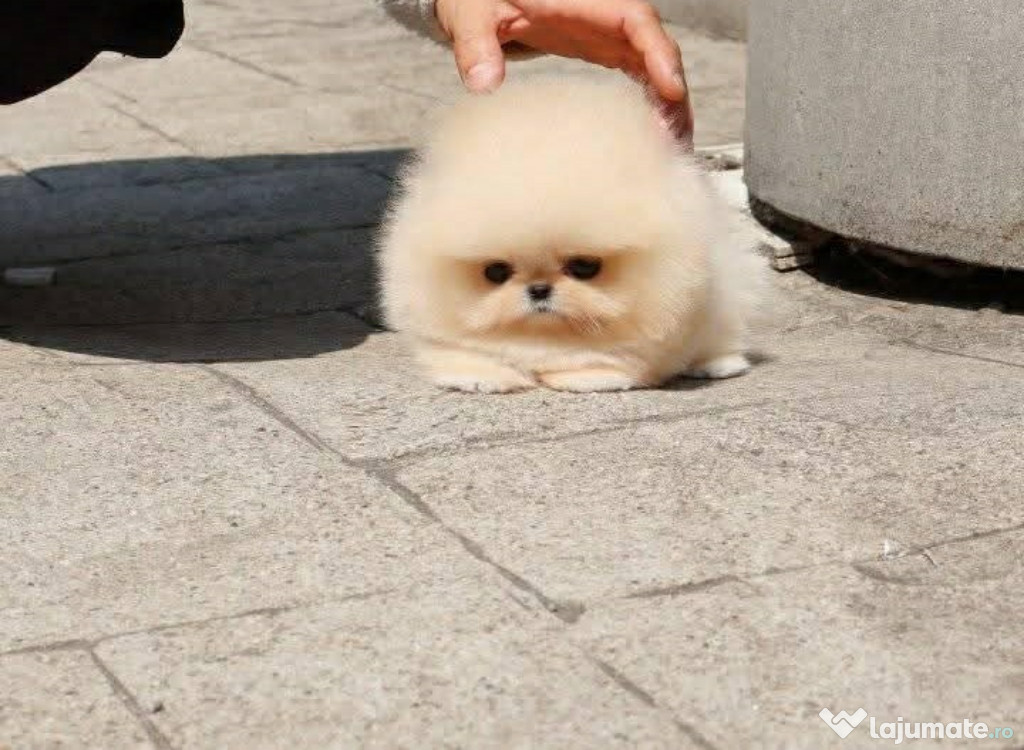 Pomeranian mini toy
