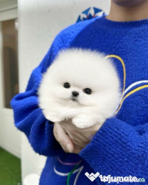 Pomeranian boo mini